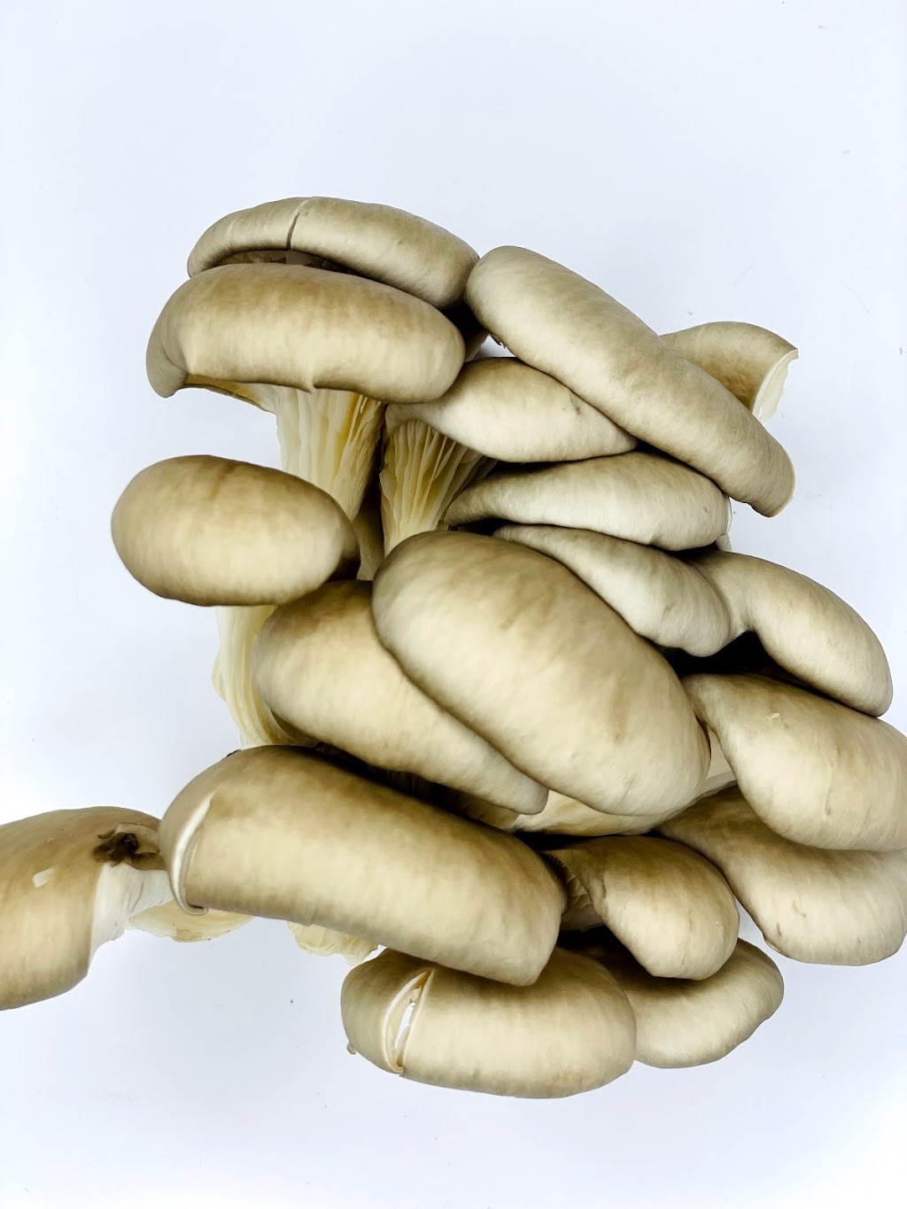 Mushrooms and More Inc | 37 Fulton St, White Plains, NY 10606, USA | Phone: (888) 855-5905