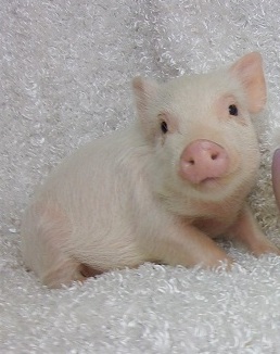 Teacup Pig |Micro Pigs | Teacup Pigs for Sale | 428 Emory Ln, Center Hill, FL 33514, USA | Phone: (352) 303-8371