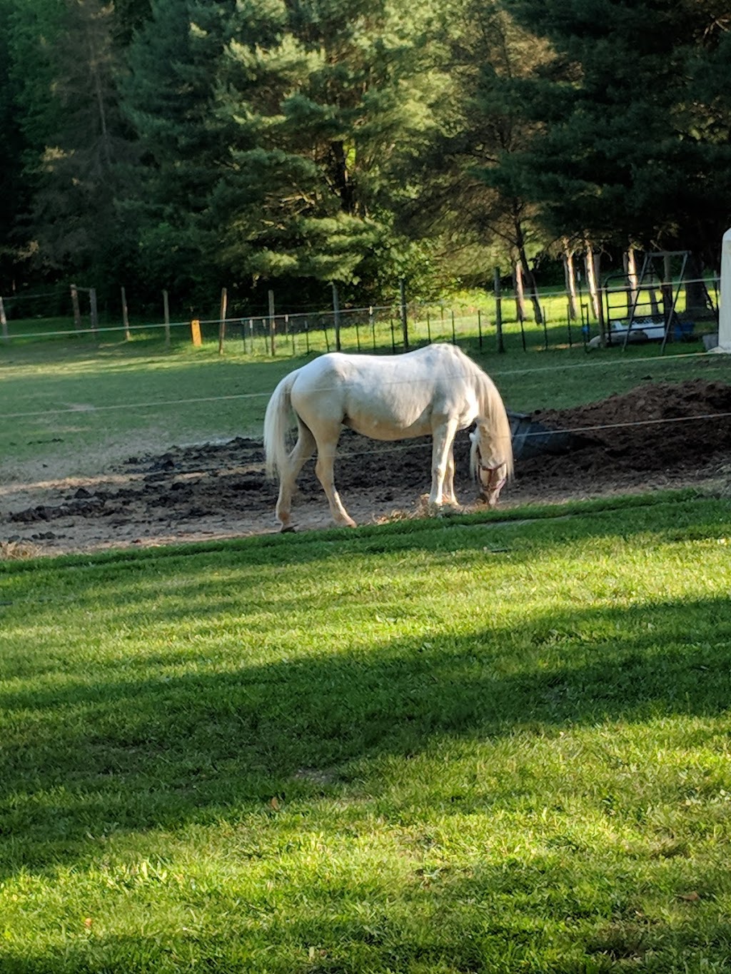 Pony Time Ranch & Mobile Petting Zoo | Lowellville, OH 44436, USA | Phone: (330) 503-6004