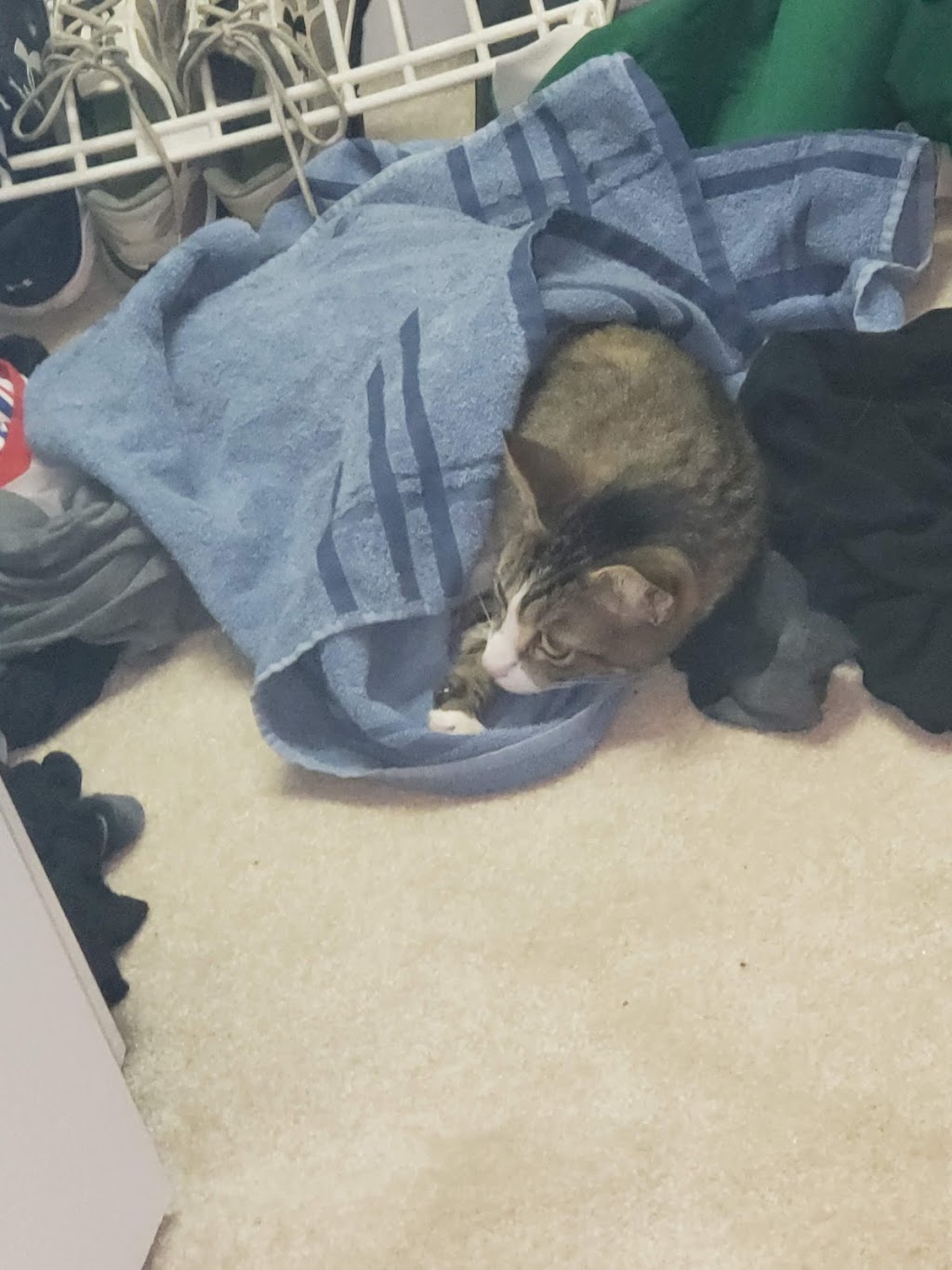 Eureka Veterinary Clinic | 1415 W 5th St, Eureka, MO 63025, USA | Phone: (636) 938-5070