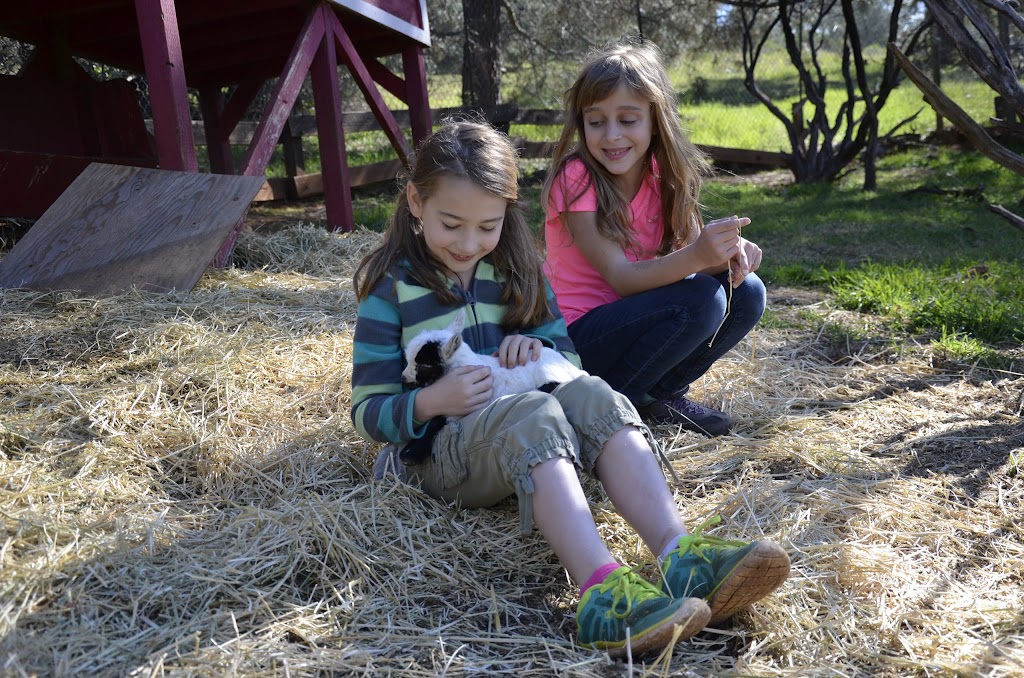 Live Oak Waldorf School | 410 Crother Rd, Meadow Vista, CA 95722, USA | Phone: (530) 878-8720