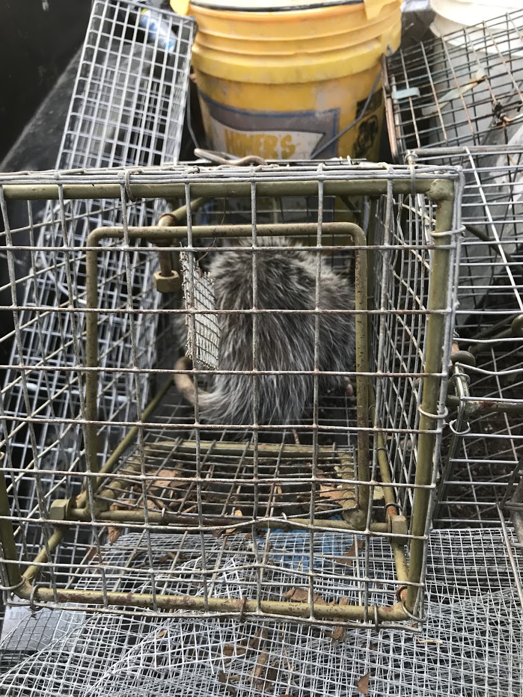 Frisco Raccoon Removal LLC | 2839 W Eldorado Pkwy, Frisco, TX 75033, USA | Phone: (469) 827-8444