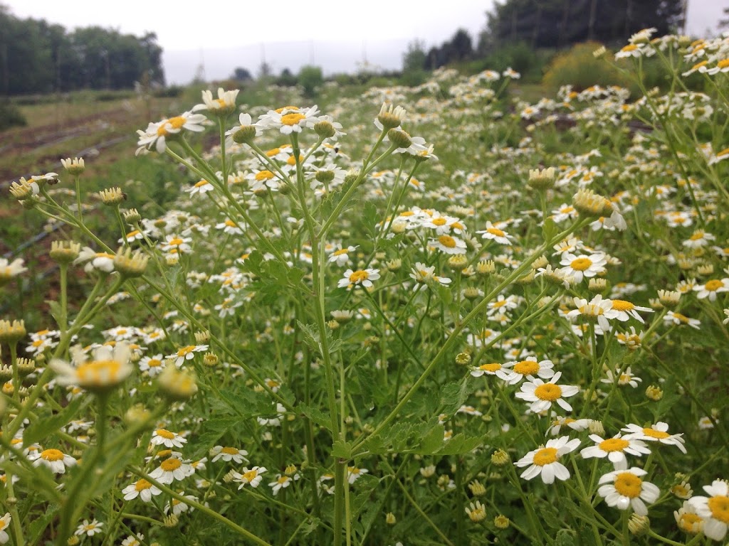 Cutting Root Farm & Apothecary | 949 Mercer Rd, Butler, PA 16001, USA | Phone: (615) 804-0064