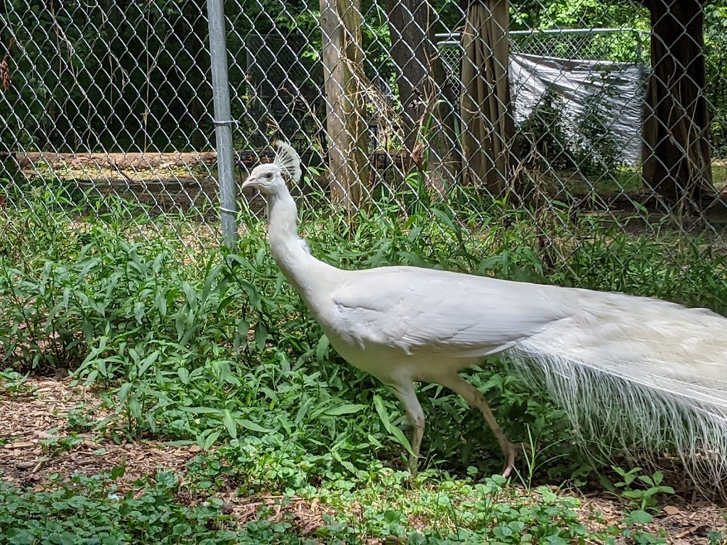 Animal Ed.ventures Sanctuary: Earth-Speak Park | 1489 Live Oak Rd, Coats, NC 27521, USA | Phone: (910) 897-1555