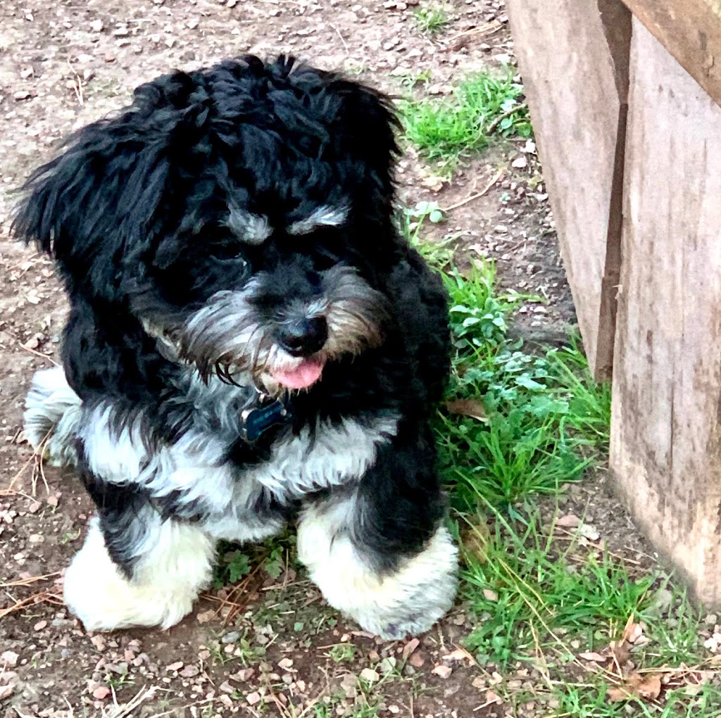 Miss Peggys Bark Park (formerly Barkwood Dog Park) | Tower Park, Brentwood, TN 37027, USA | Phone: (615) 371-0080