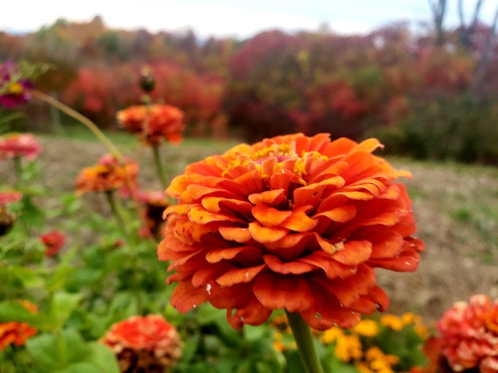 Greystone Nature Preserve | 8531 Bear Lake Rd, Fredonia, NY 14063, USA | Phone: (716) 679-6603