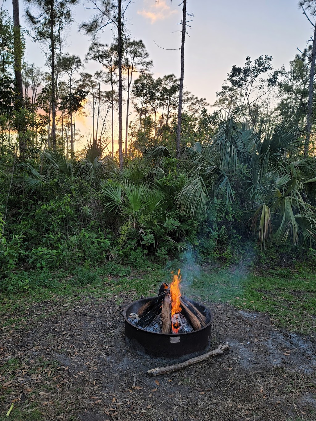 Long Pine Key Campground | Homestead, FL 33034, USA | Phone: (305) 242-7873