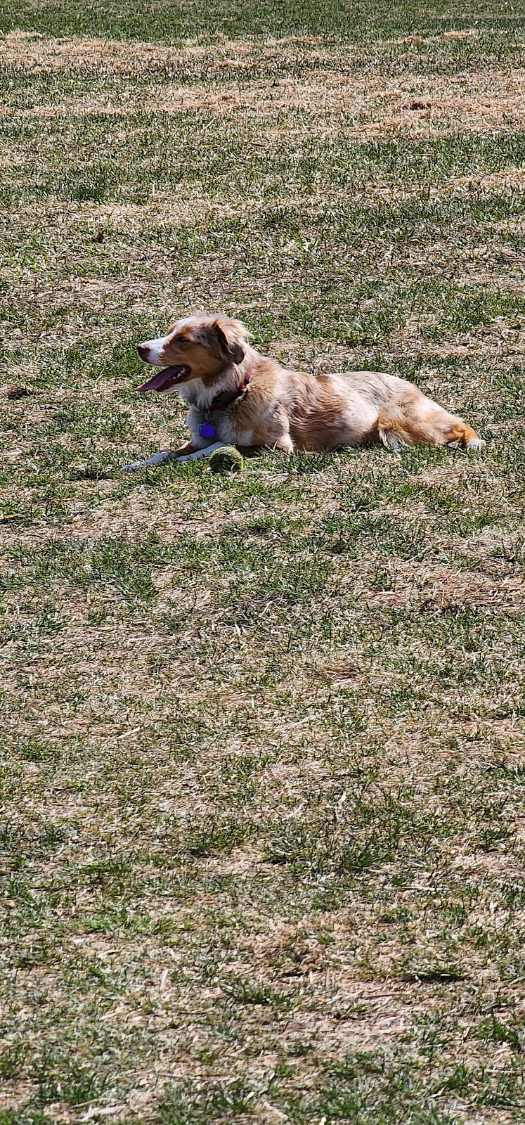 Sycamore Park Dog Park | 4517 Sycamore Ave, Madison, WI 53704 | Phone: (608) 266-4711