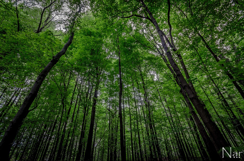 Hollandale Apartments | 2 Hollandale Ln, Clifton Park, NY 12065, USA | Phone: (518) 371-4737