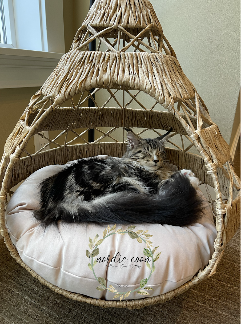 Nordic Coon Maine Coon Cattery | 14320 186th Pl NE, Woodinville, WA 98072, USA | Phone: (425) 260-4287