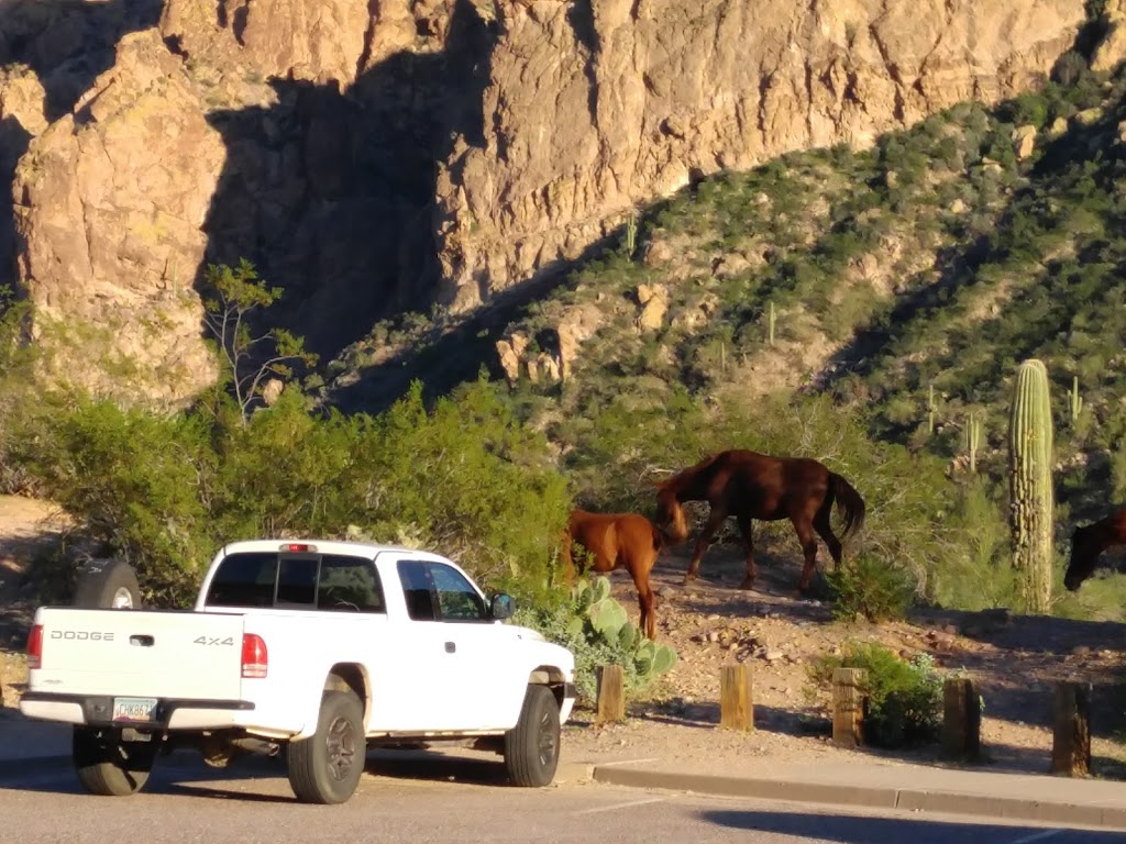 BP Hardy Pest Control | 4466 S Alamos Way, Gold Canyon, AZ 85118, USA | Phone: (480) 288-1365