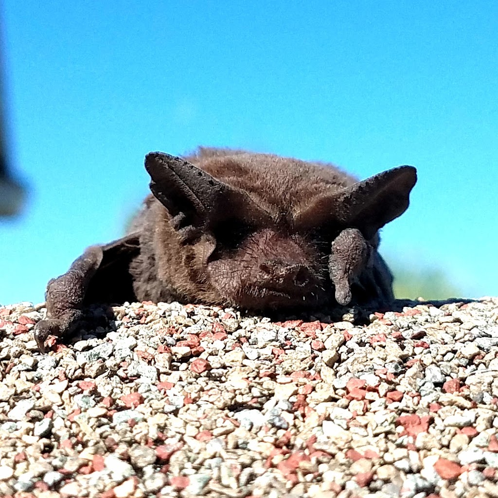 American Bat Removal | 514 Venetian Villa Dr, New Smyrna Beach, FL 32168, USA | Phone: (772) 260-1417