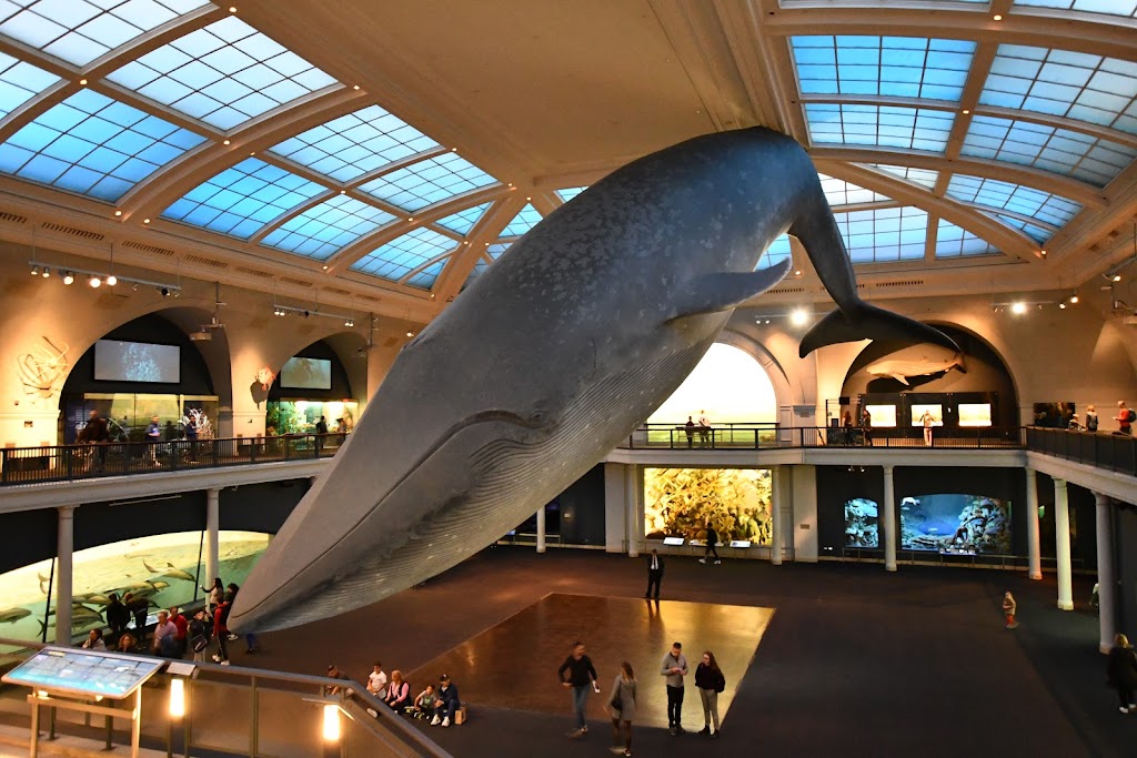 American Museum of Natural History | 200 Central Park West, New York, NY 10024, USA | Phone: (212) 769-5100