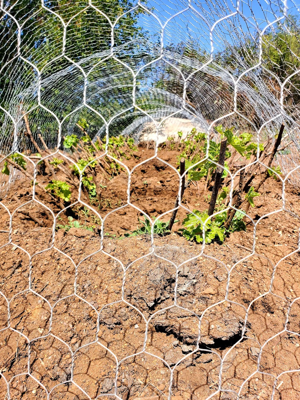 Villa Durazo Ruta del Vino | Valle de Guadalupe, La Ruta del Vino, 22760 Ensenada, B.C., Mexico | Phone: 646 163 1212