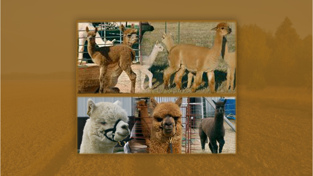 Timber Lodge Alpacas | 1241 Brooks Ln, Kaufman, TX 75142, USA | Phone: (972) 962-8317