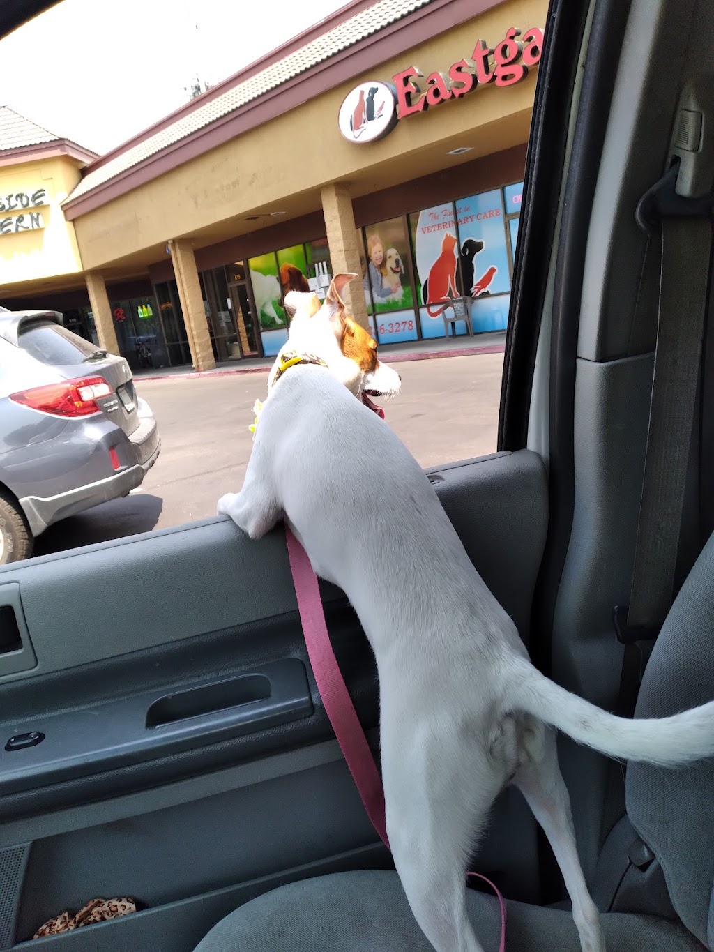 Eastgate Pet Clinic | 626 E Boise Ave, Boise, ID 83706, USA | Phone: (208) 336-3278