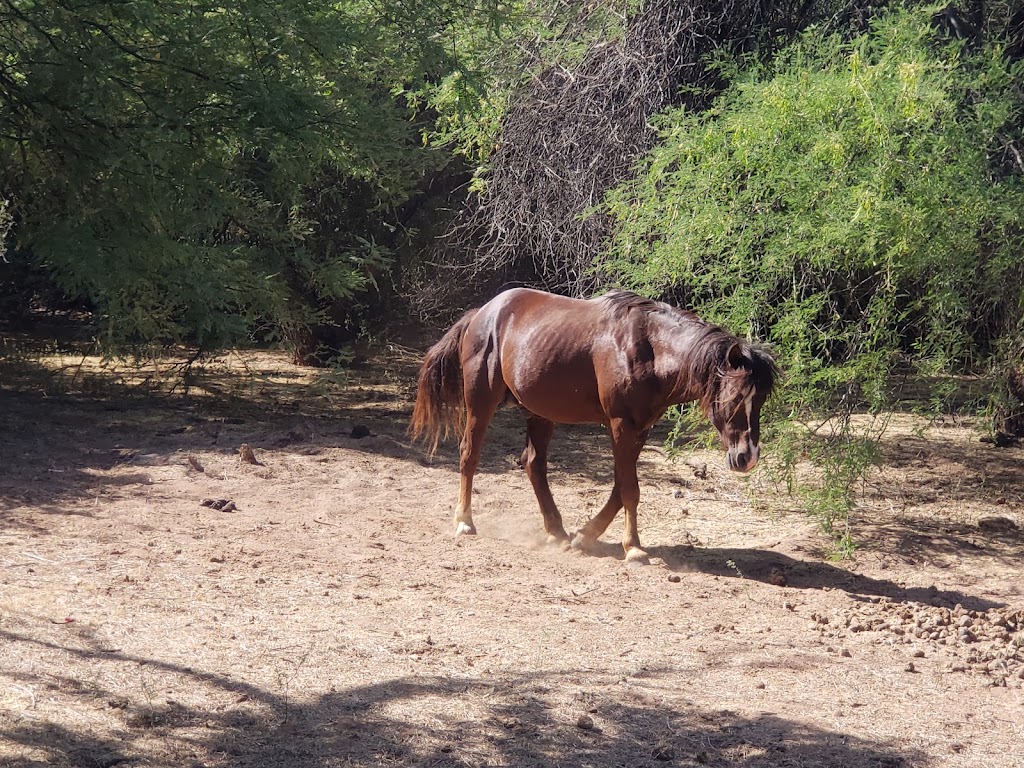 Needle Rock Recreation Site | Scottsdale, AZ 85262 | Phone: (602) 225-5200