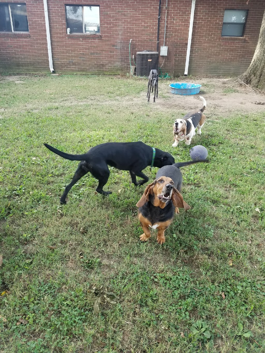 Happy Tails Groom & Board | 1411 US-61 South, Tunica, MS 38676, USA | Phone: (662) 357-8003