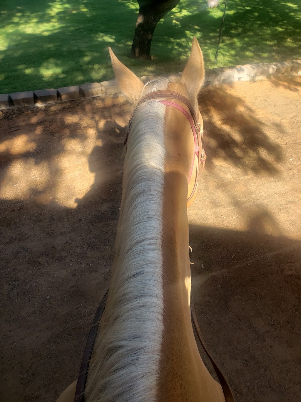 Widowmaker Trail Rides | 904 Quail Creek Ct, Southlake, TX 76092, USA | Phone: (817) 528-8069