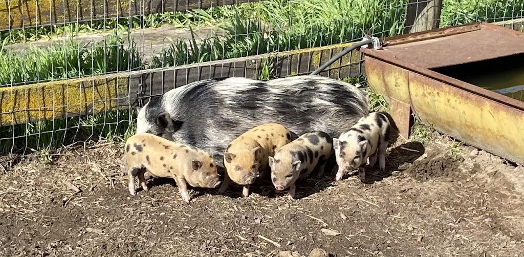 Atwater Veterinary Center | 2100 Bell Dr, Atwater, CA 95301, USA | Phone: (209) 358-6000