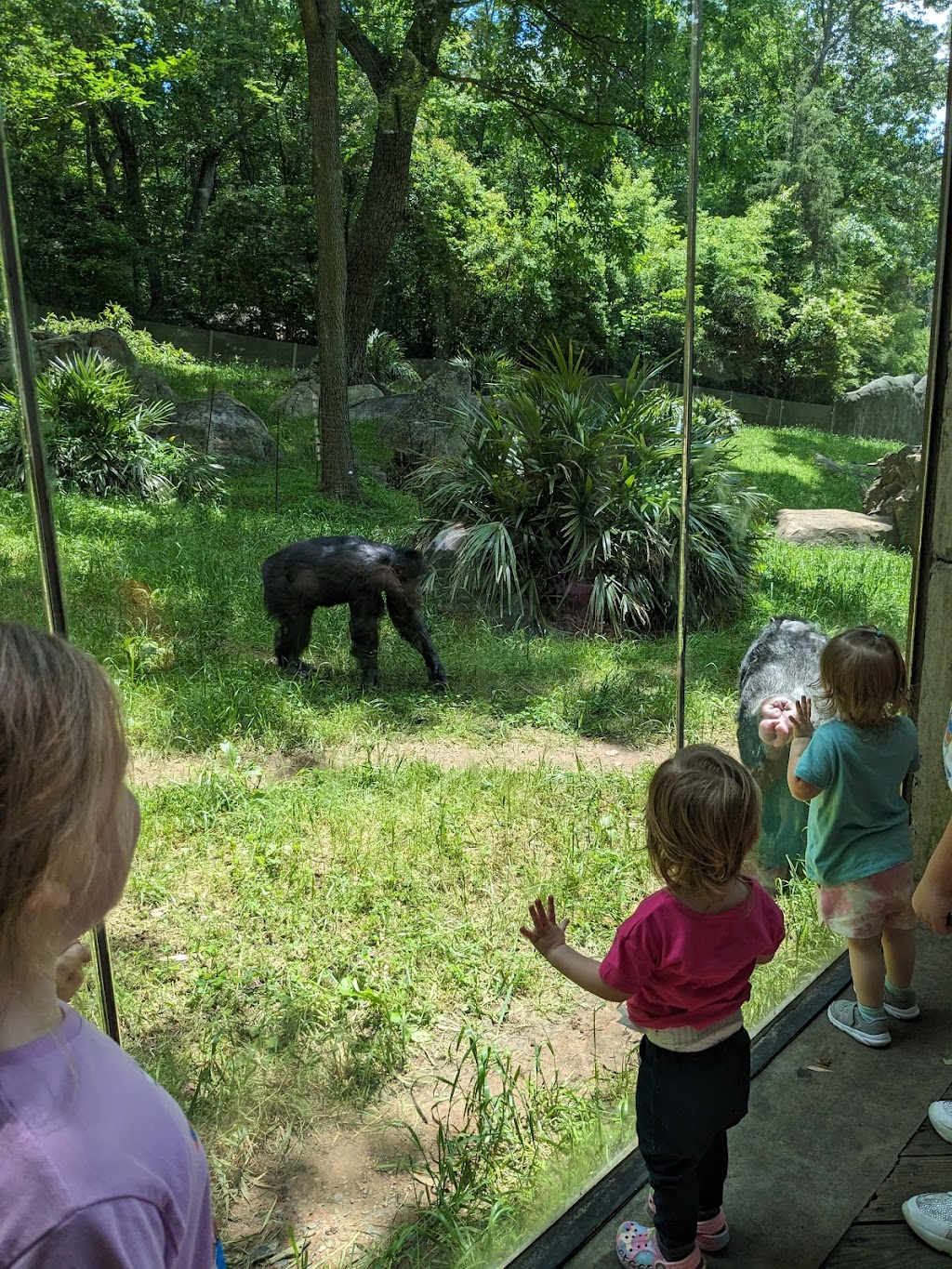 African Lion Habitat | Asheboro, NC 27205, USA | Phone: (800) 488-0444