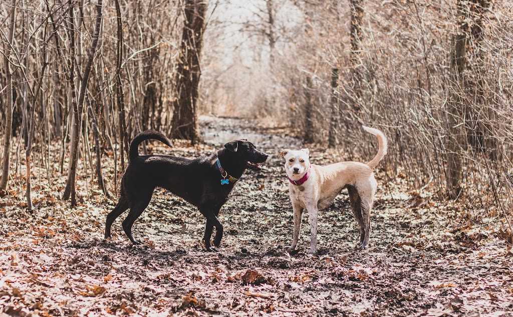 Carver Park Reserve Off-Leash Dog Park | 7200 Park Dr, Victoria, MN 55386, USA | Phone: (763) 694-7650