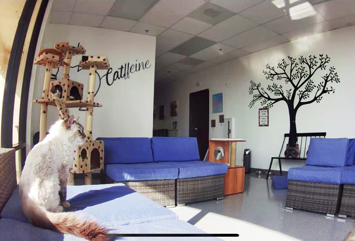 Cat Cafe Rescue non profit | 14850 Pipeline Ave, Chino Hills, CA 91709, USA | Phone: (909) 354-2695