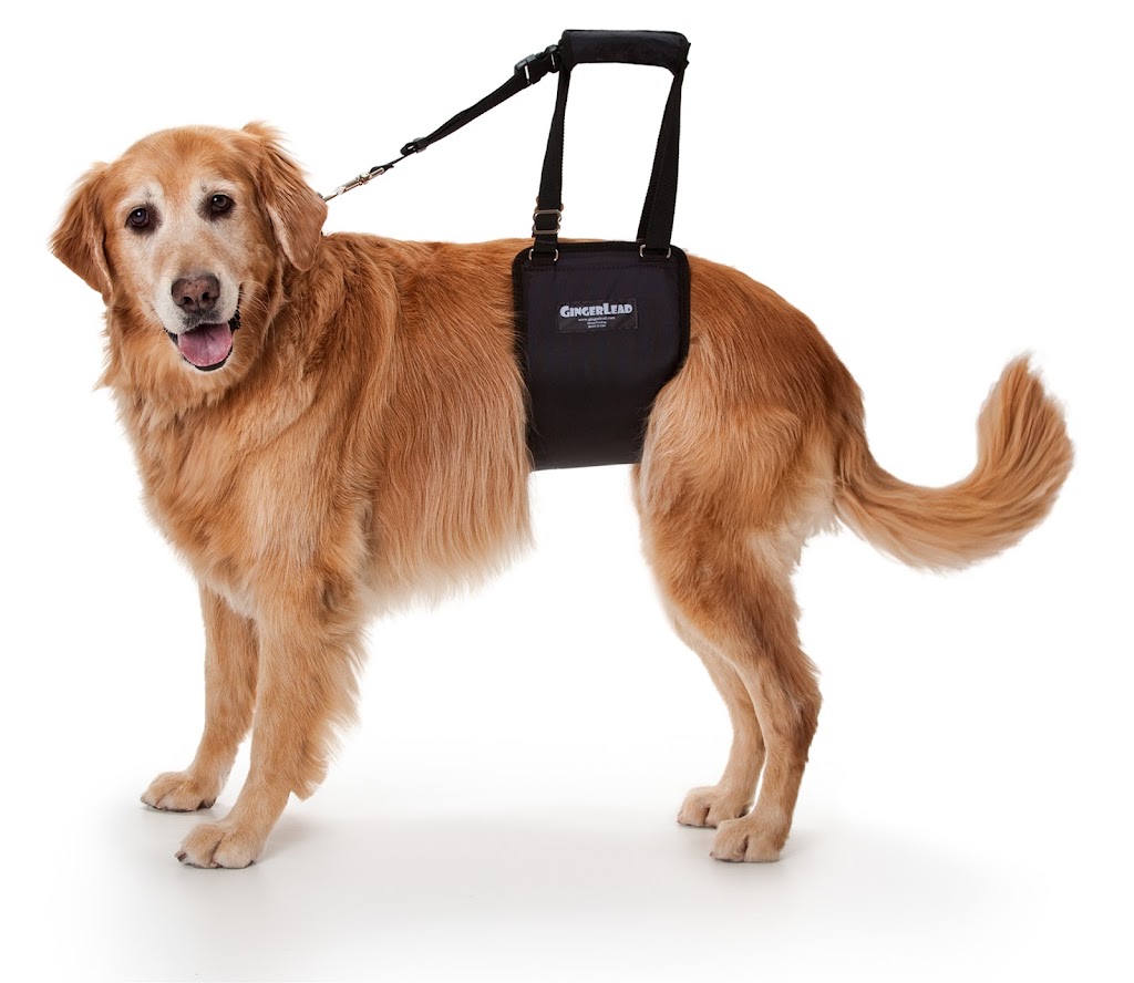 GingerLead Dog Support Sling Harnesses | 2255 Sheridan Blvd, Unit C, #178, Edgewater, CO 80214 | Phone: (303) 482-2074