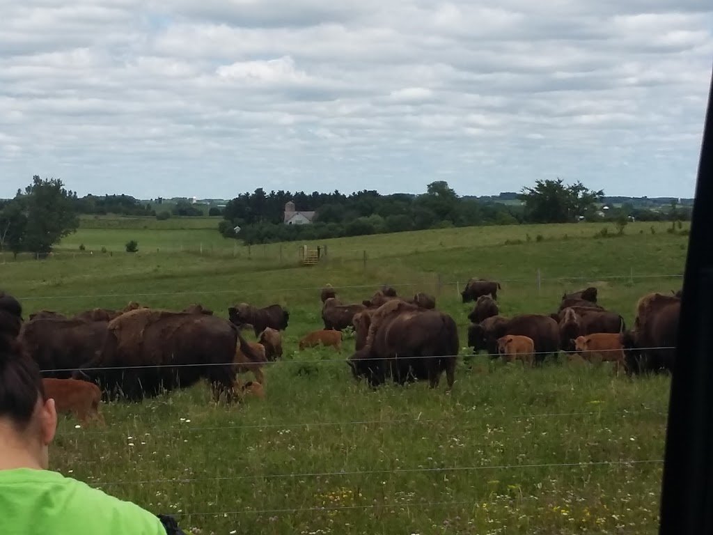 Silver Bison Ranch | Bison Meat For Sale | 1954 50th Ave, Baldwin, WI 54002, USA | Phone: (715) 684-2811