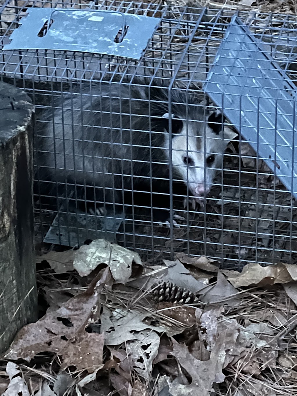 Flexible Pest Services | 5700 GA-20, Loganville, GA 30052, USA | Phone: (770) 264-6454