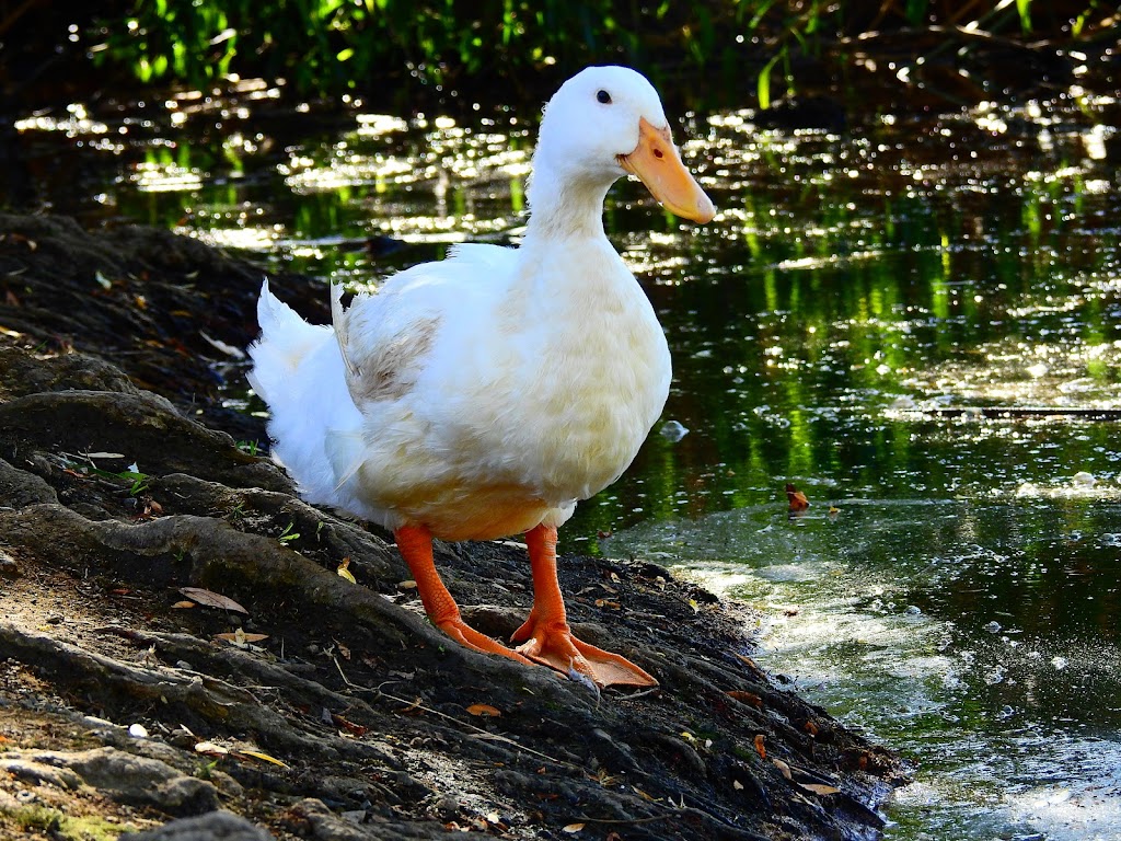 Jordan Pond | Jordan Pond, Hayward, CA 94544, USA | Phone: (510) 582-2206