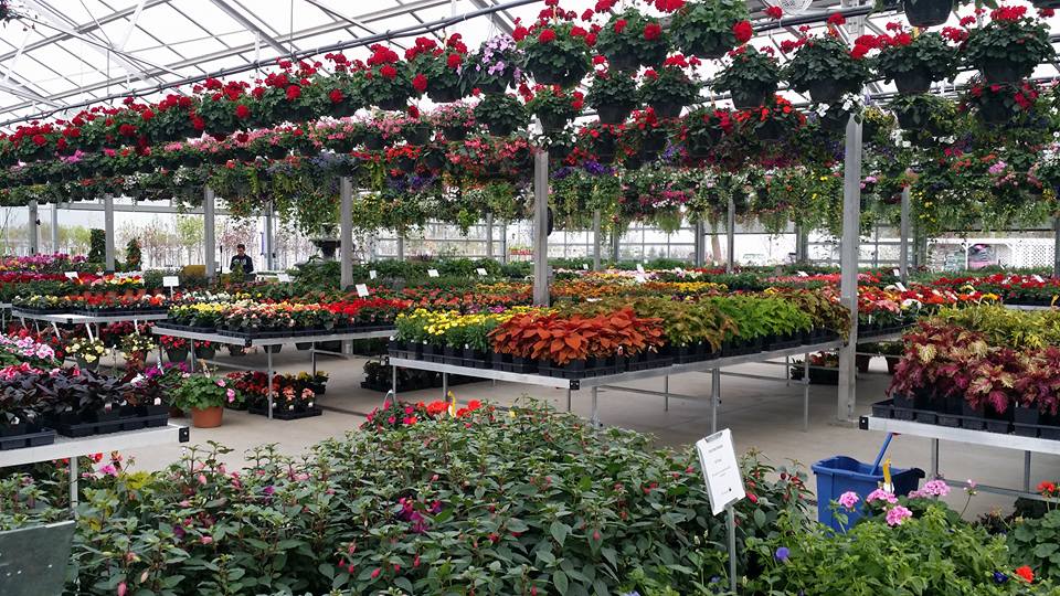 Abrahamson Nurseries | 1257 WI-35, St Croix Falls, WI 54024, USA | Phone: (715) 483-3040