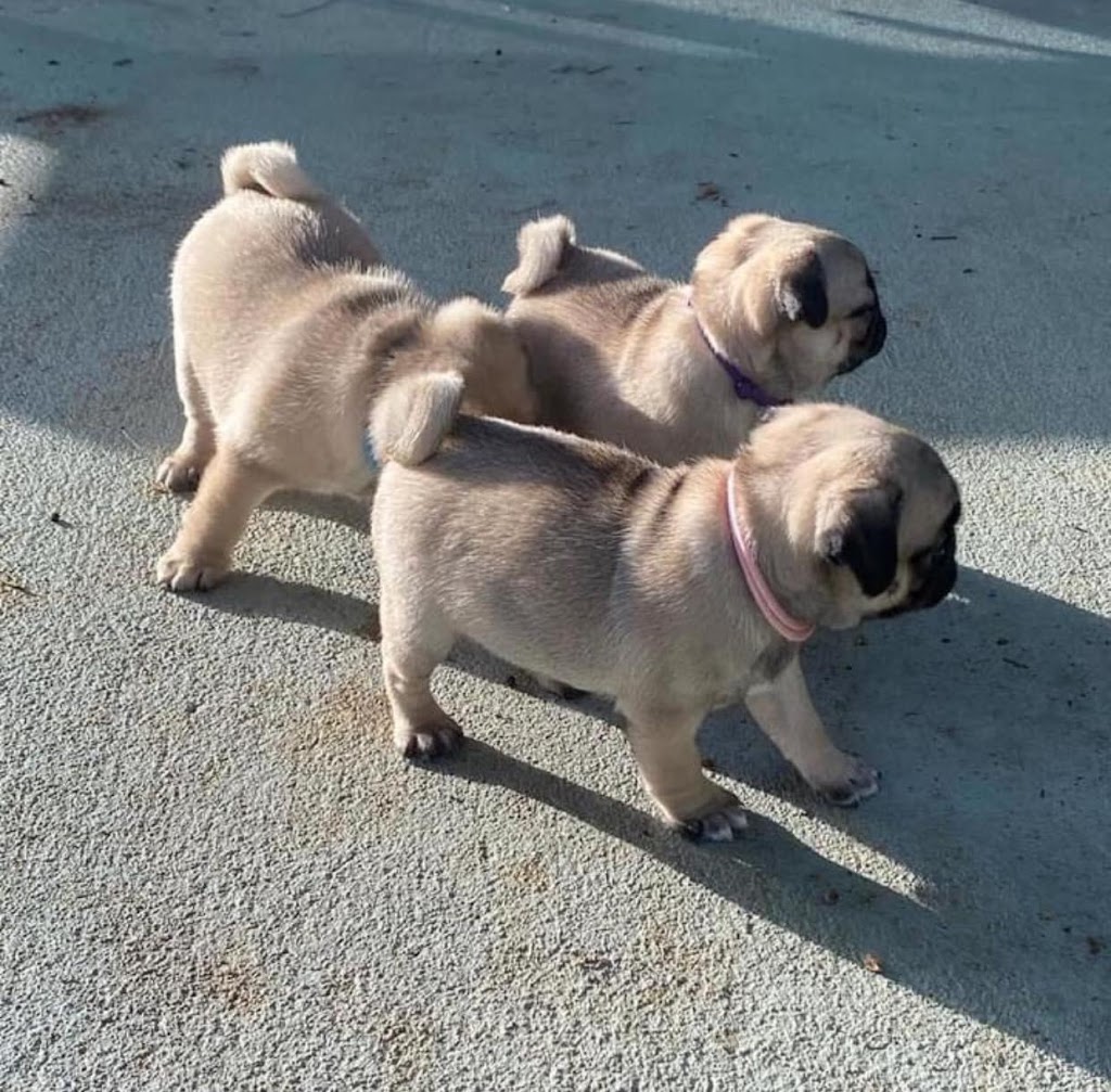 Adorable Pug Puppies For Adoption | 1441 Congress Lake Rd, Mogadore, OH 44260, USA | Phone: (682) 302-0715