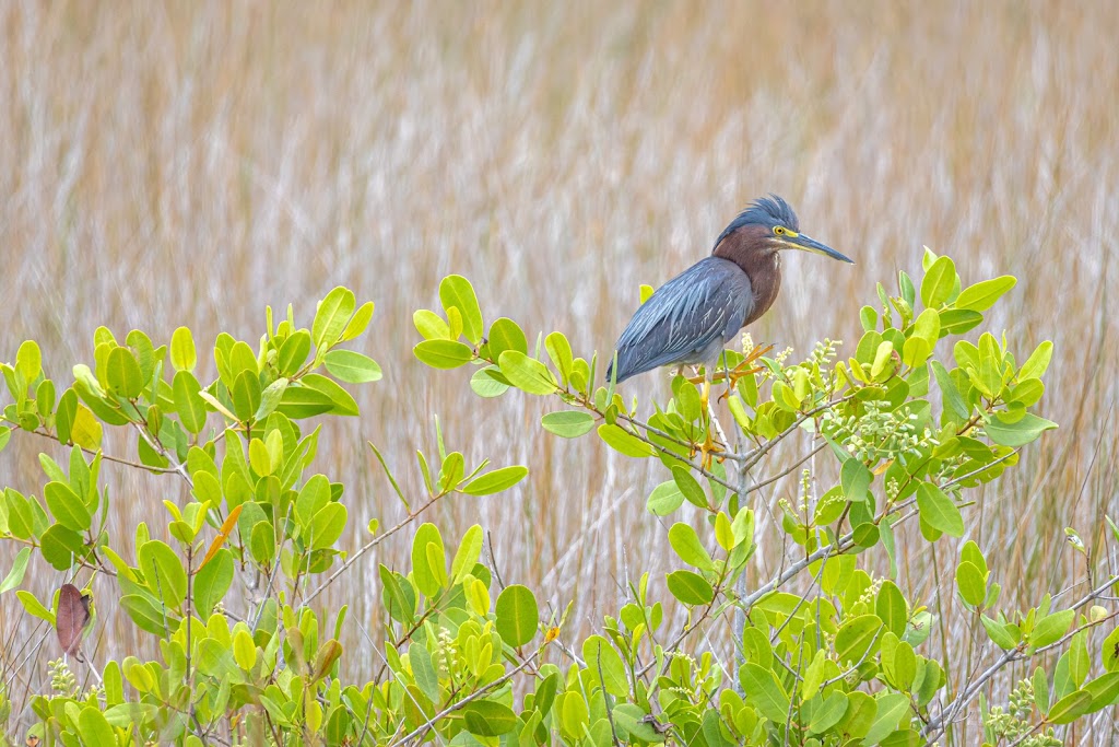 Black Point Wildlife Drive | 1989 Scrub Jay Way, Florida, USA | Phone: (321) 861-0669