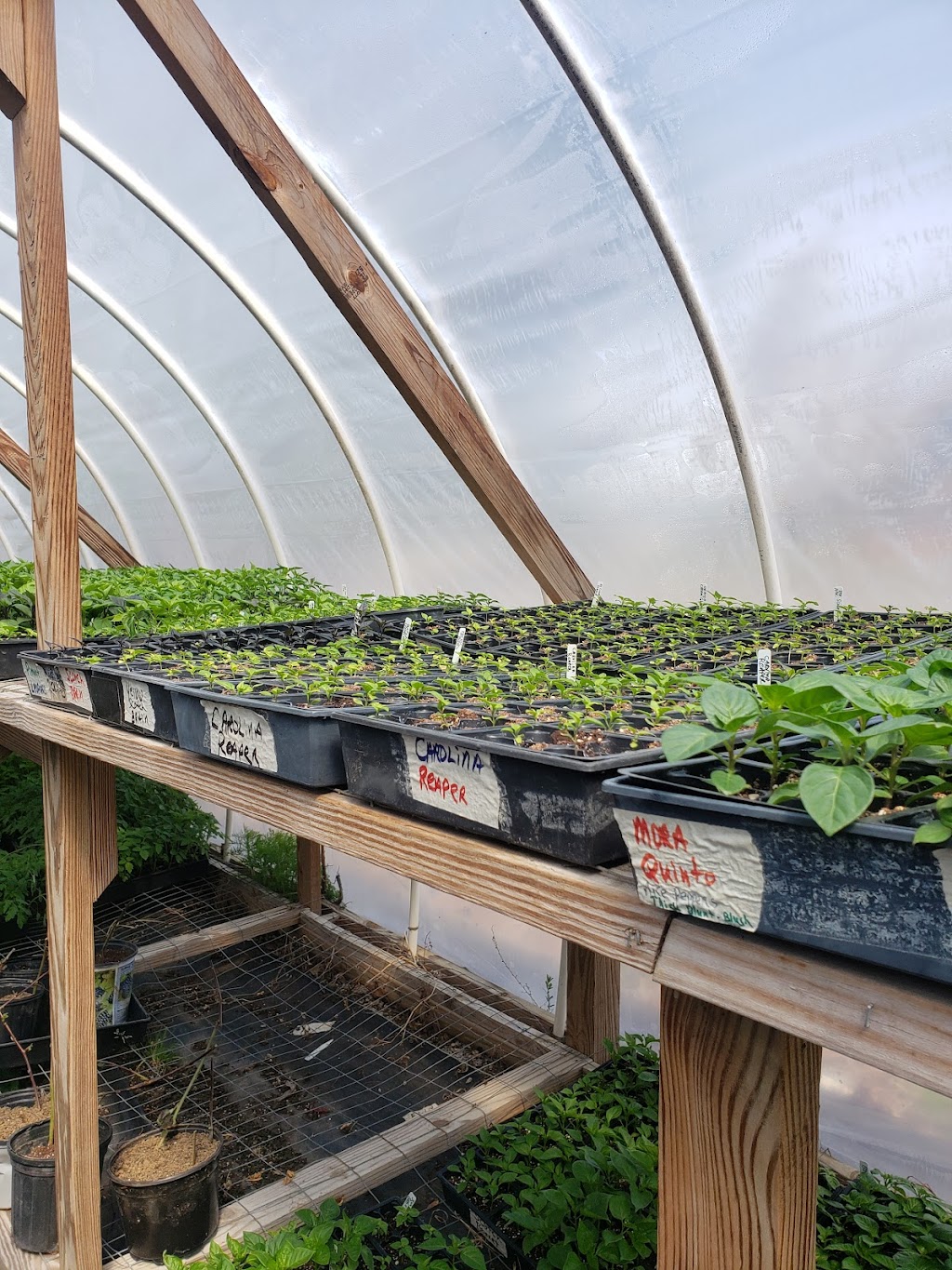 Hamms Greenhouse | 136 Flat Rock Church Rd, Louisburg, NC 27549, USA | Phone: (919) 946-4945