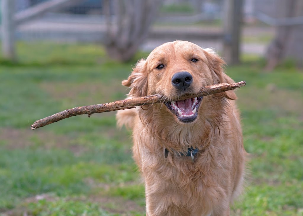 Homeward Bound Golden Retriever Rescue & Sanctuary | 7495 Natomas Rd, Elverta, CA 95626, USA | Phone: (916) 655-1410