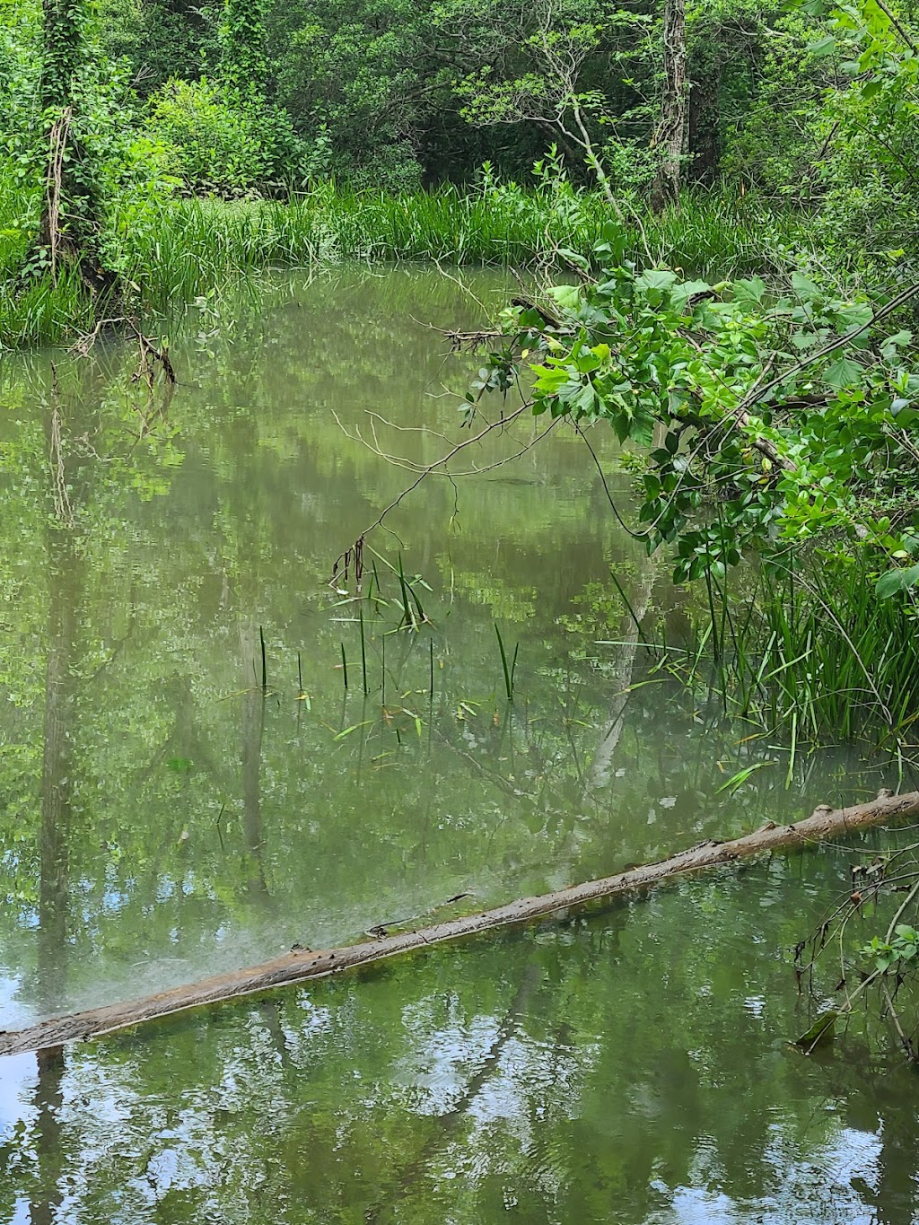 Ebenezer Swamp Ecological Preserve | Montevallo, AL 35007, USA | Phone: (205) 665-6463