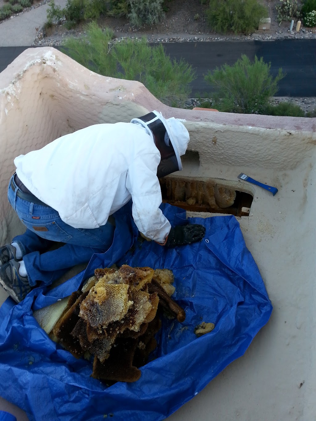 The Beehive Bee and Wasp Removal | 5227 W Harmont Dr, Glendale, AZ 85302 | Phone: (602) 600-5382