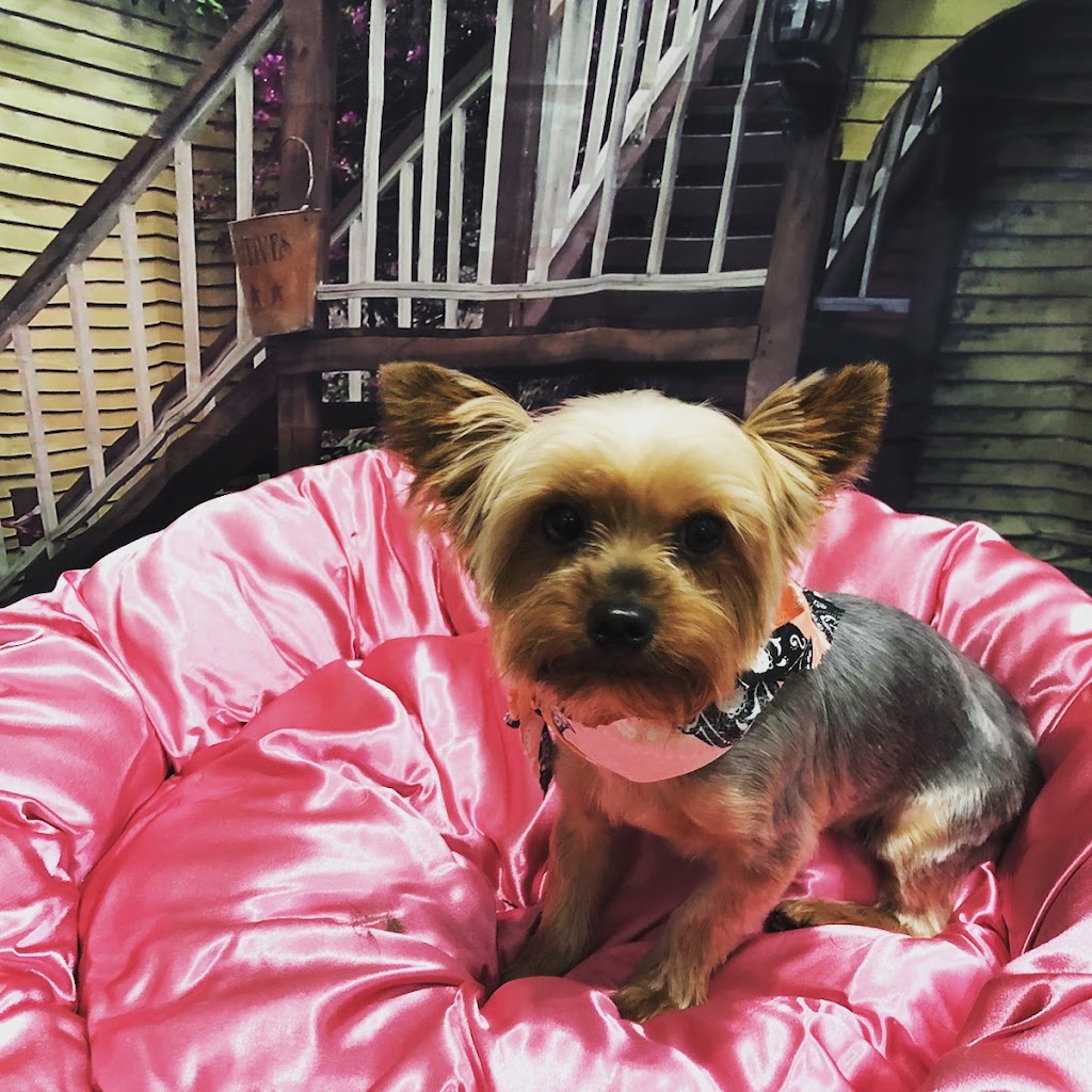 Pet Envy Grooming & Boutique | 5121 W Goshen Ave, Visalia, CA 93291, USA | Phone: (559) 741-1442