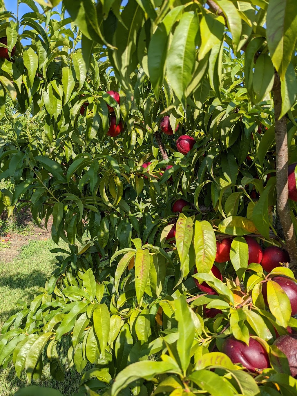 Bush Neck Farm | 1502 Bush Neck Rd, Williamsburg, VA 23188, USA | Phone: (757) 258-0114