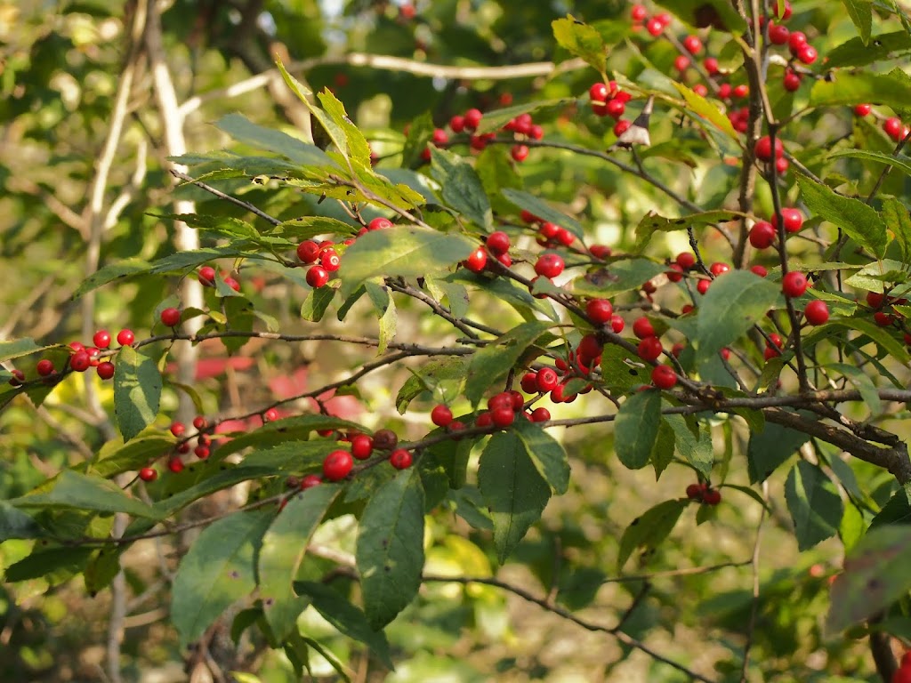 Reichert Nature Preserve Parking | 400 Tiplady Rd, Pinckney, MI 48169, USA | Phone: (734) 302-5263