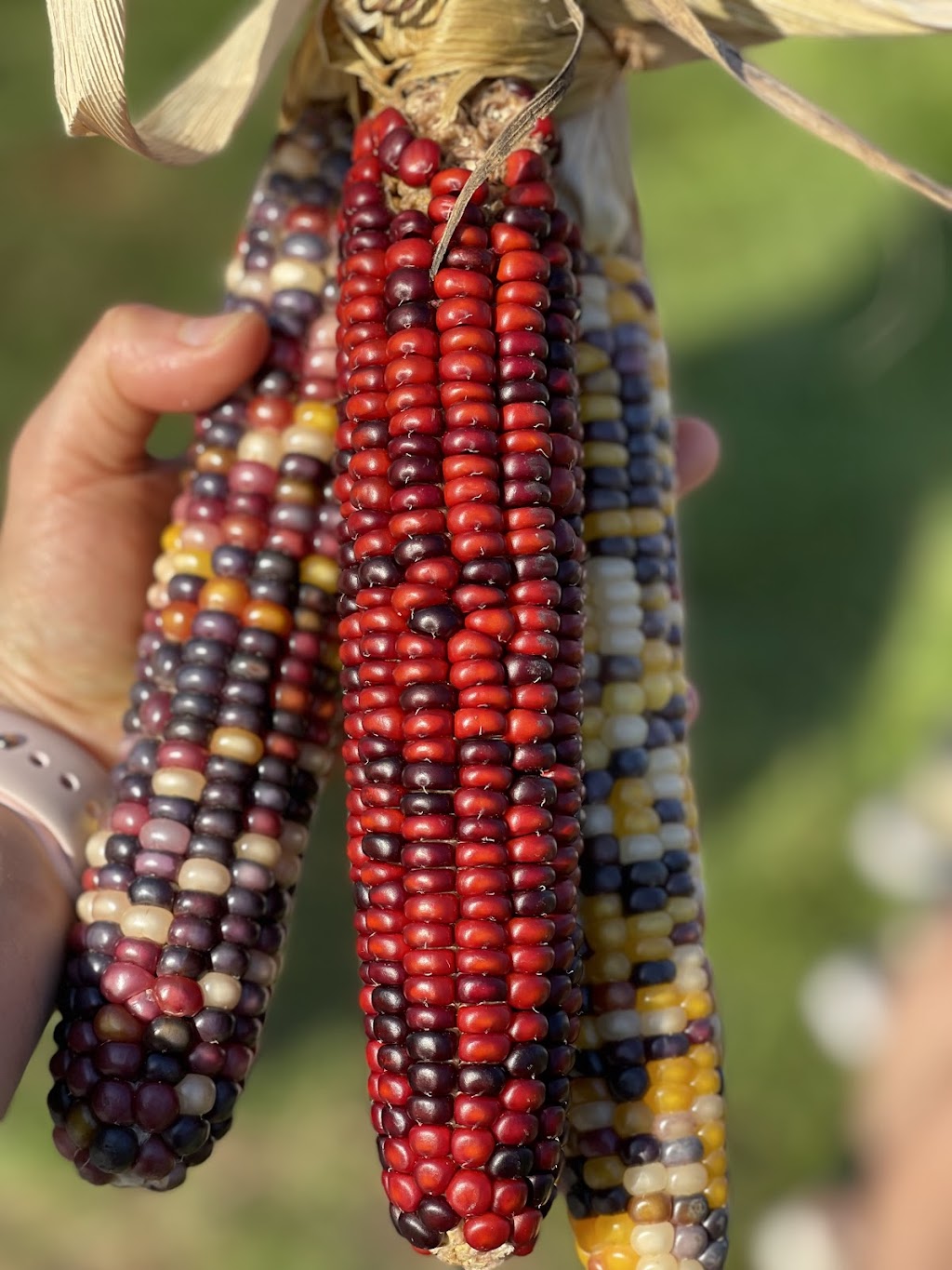 Stuarts Farm | 62 Granite Springs Rd, Granite Springs, NY 10527, USA | Phone: (914) 245-2784