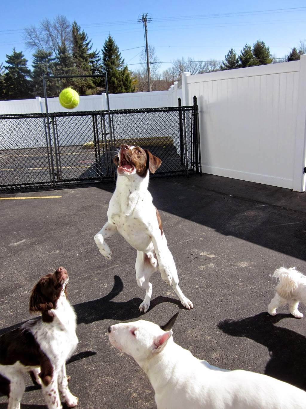 Wags & Barks Doggy Day Care, LLC | 104 Weil Dr, Slinger, WI 53086, USA | Phone: (262) 644-2275