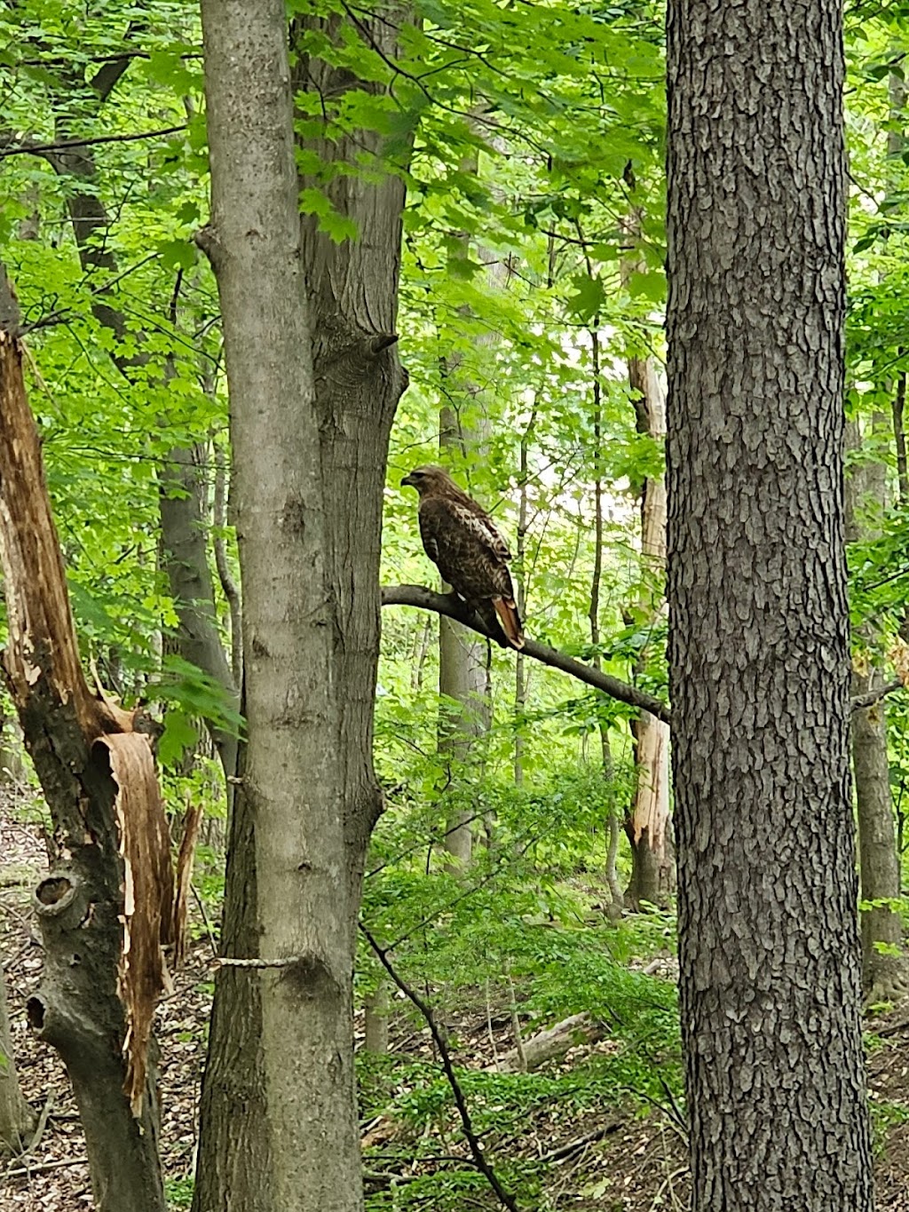 Sippo Valley Trail-Alabama Ave. Trailhead | 2200 Alabama Ave NW, North Lawrence, OH 44666, USA | Phone: (330) 477-3552