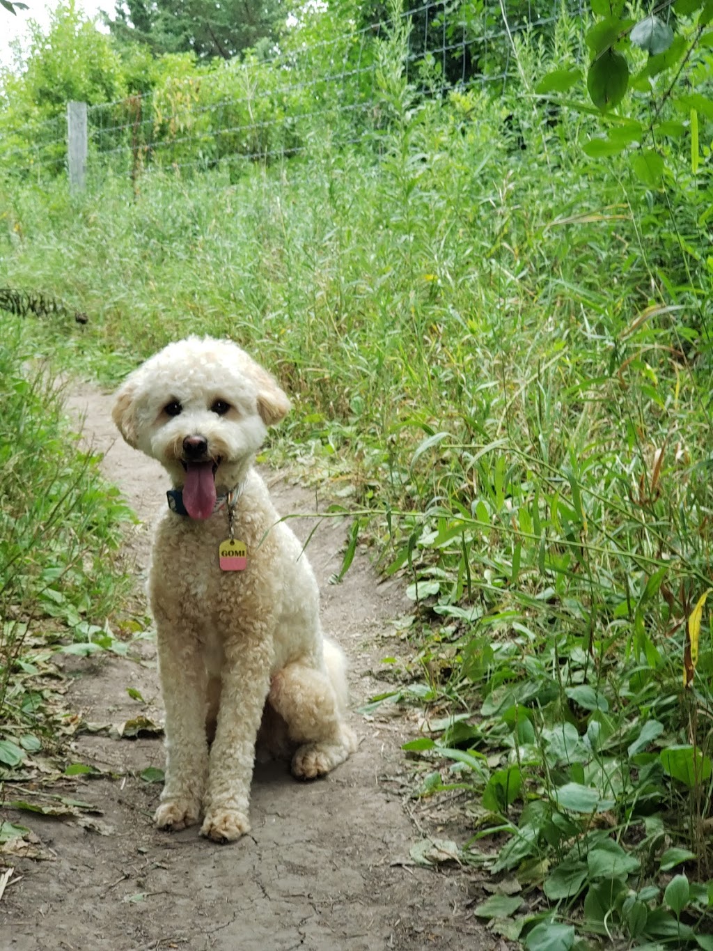 Edina Dog Park | Unnamed Road, Hopkins, MN 55343, USA | Phone: (952) 826-0367