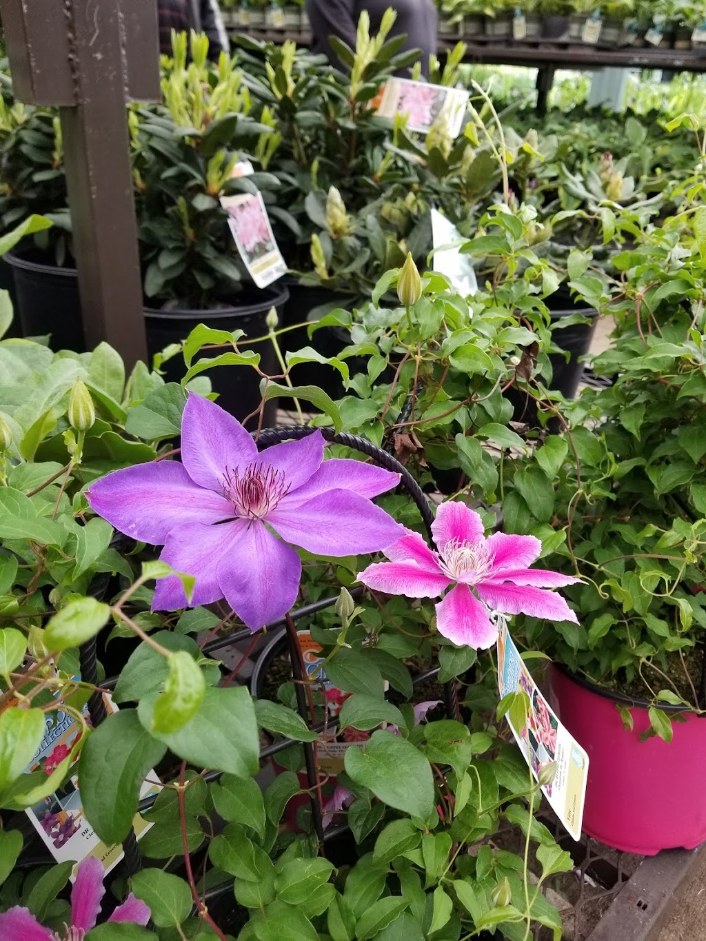 Lowes Garden Center | Hempfield Square, Lincoln Hwy, Greensburg, PA 15601, USA | Phone: (724) 853-6950