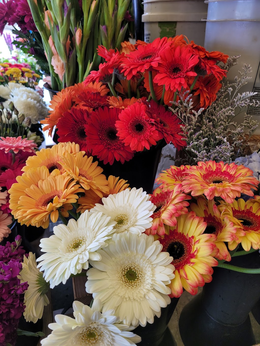 Red white and bloom flower shop | 20845 Vandegrift Blvd, Camp Pendleton North, CA 92055, USA | Phone: (760) 968-6670