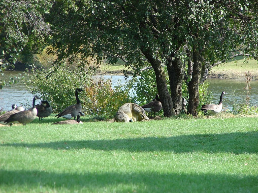 North Shore Goose Control | 23114 N Richards Ct, Lincolnshire, IL 60069, USA | Phone: (847) 913-5855