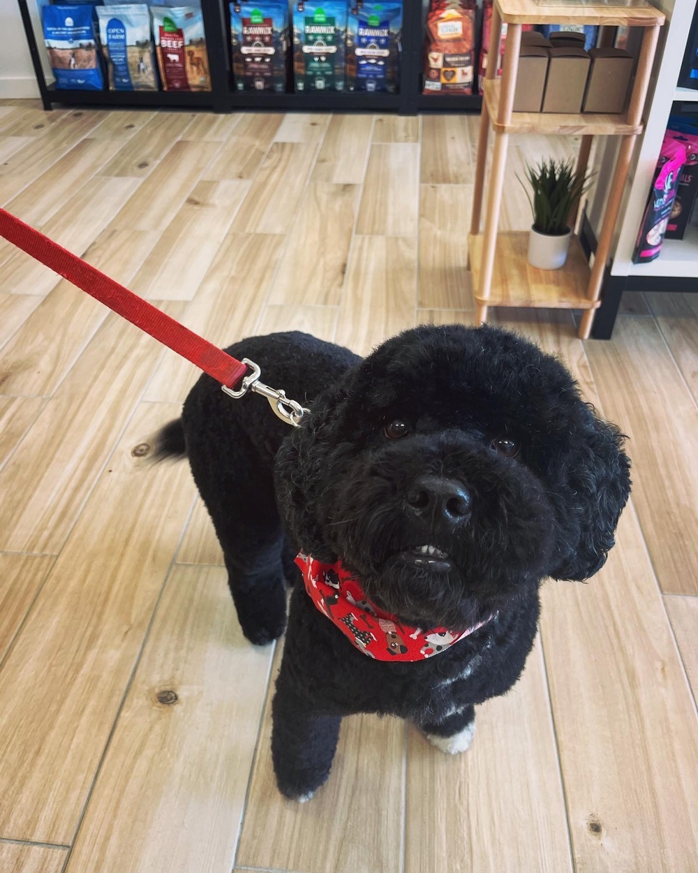 The Modern Canine - Dog Store & Grooming | 21 Belle Mead Griggstown Road Unit 104, Belle Mead, NJ 08502, USA | Phone: (908) 308-2006