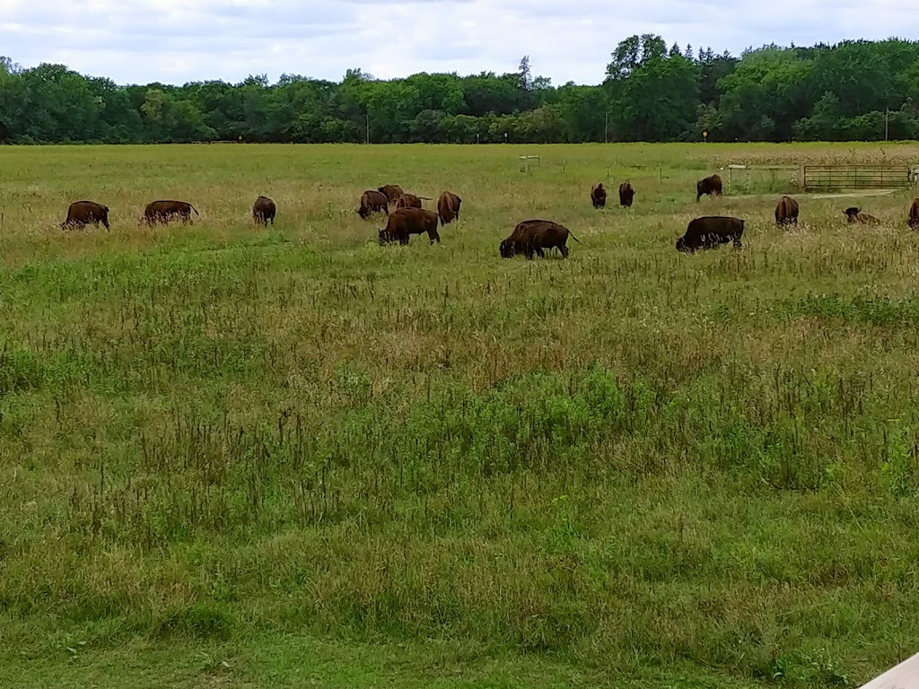 Belwin Conservancy: Bison Observation Platform | 15551 Division St, Afton, MN 55001 | Phone: (651) 436-5189